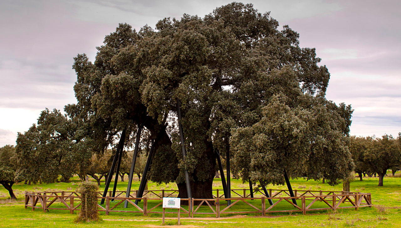 Encina centenaria La Terrona, la más grande del mundo